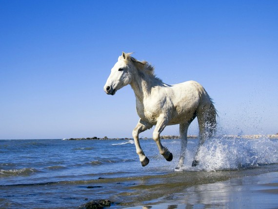 Free Send to Mobile Phone white horse Horses Wallpaper Num. 93. Free  Download Wallpapers For Mobile Phone on !