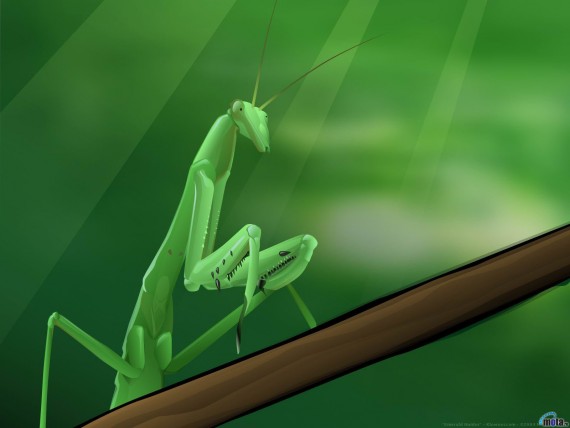 Free Send to Mobile Phone mantid 3D Animals wallpaper num.26