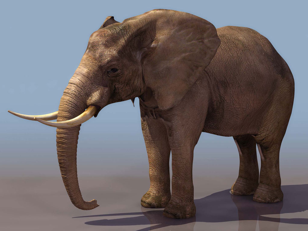Full size elephant 3D Animals wallpaper / 1024x768