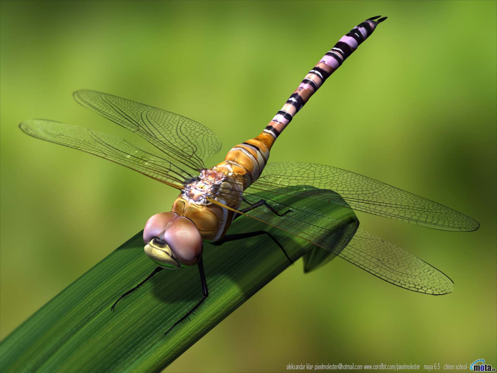 Download HQ dragonfly 3D Animals wallpaper / 1600x1200