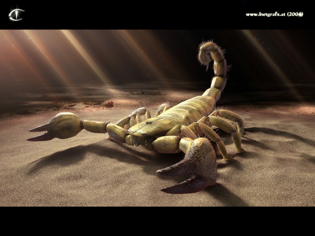 Full size scorpion 3D Animals wallpaper / 1024x768