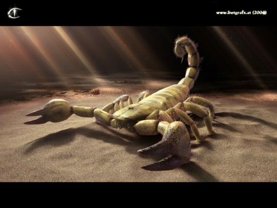 Free Send to Mobile Phone scorpion 3D Animals wallpaper num.33
