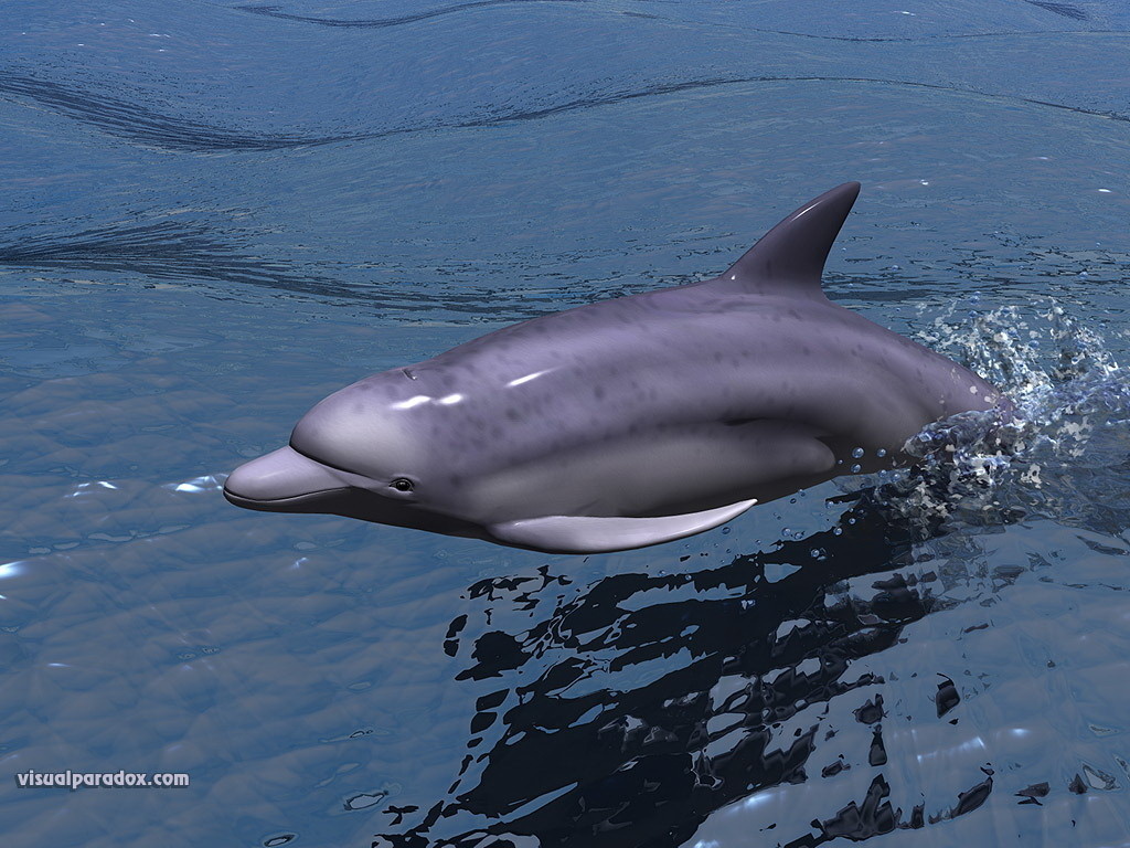 Download dolphin 3D Animals wallpaper / 1024x768