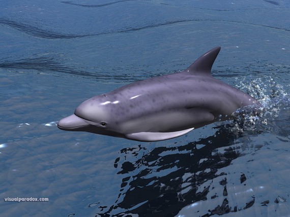 Free Send to Mobile Phone dolphin 3D Animals wallpaper num.38