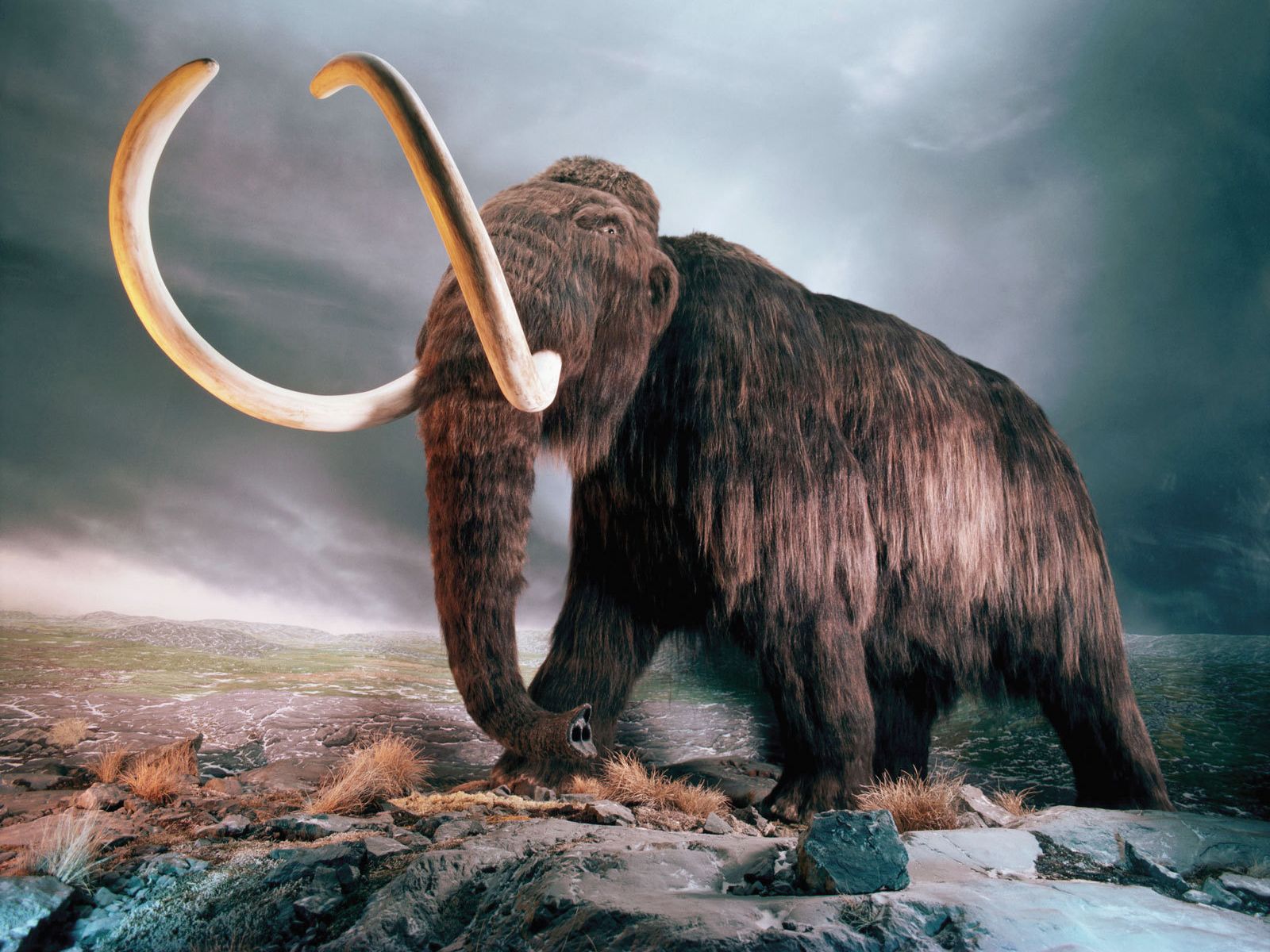 Download High quality mammoth 3D Animals wallpaper / 1600x1200