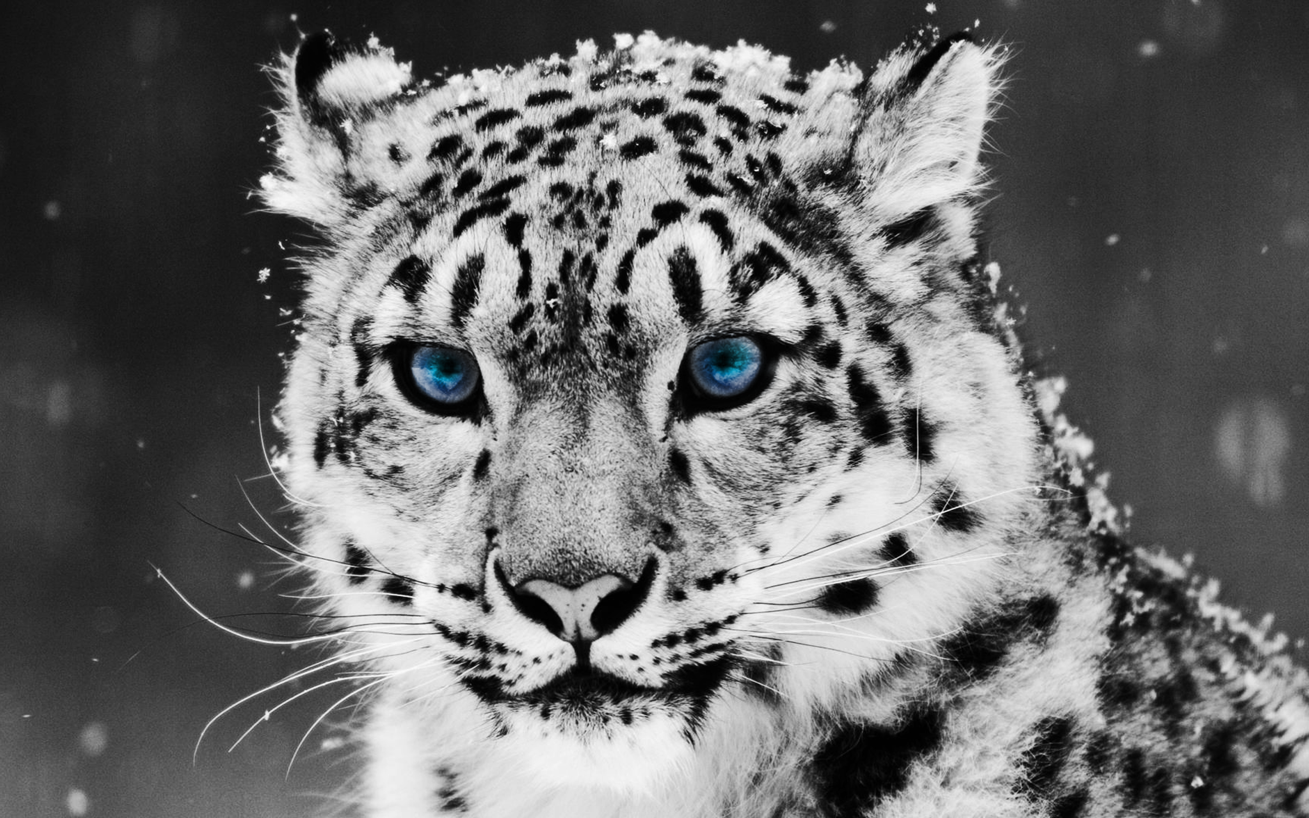 Download HQ Snow Leopard Digital Animals wallpaper / 2560x1600