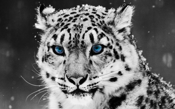 Free Send to Mobile Phone Snow Leopard Digital Animals wallpaper num.109