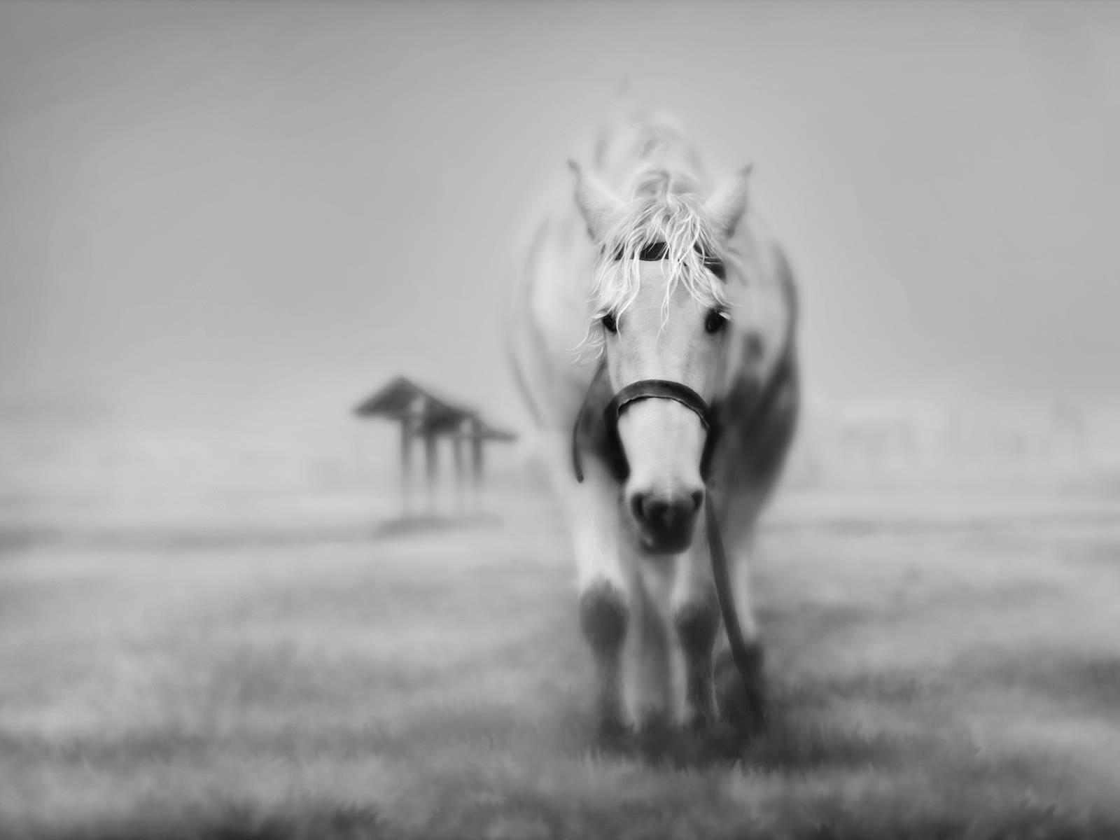 Download HQ white horse Digital Art wallpaper / 1600x1200
