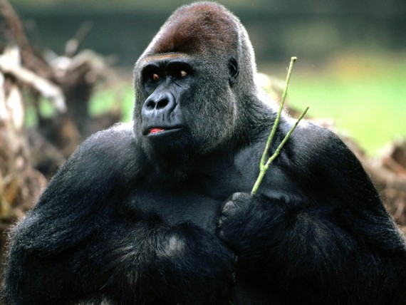 Free Send to Mobile Phone Apes Animals wallpaper num.17