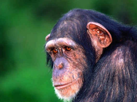 Free Send to Mobile Phone Apes Animals wallpaper num.32