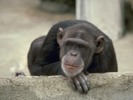Apes / Animals