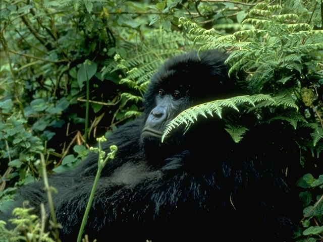 Full size Apes wallpaper / Animals / 640x480