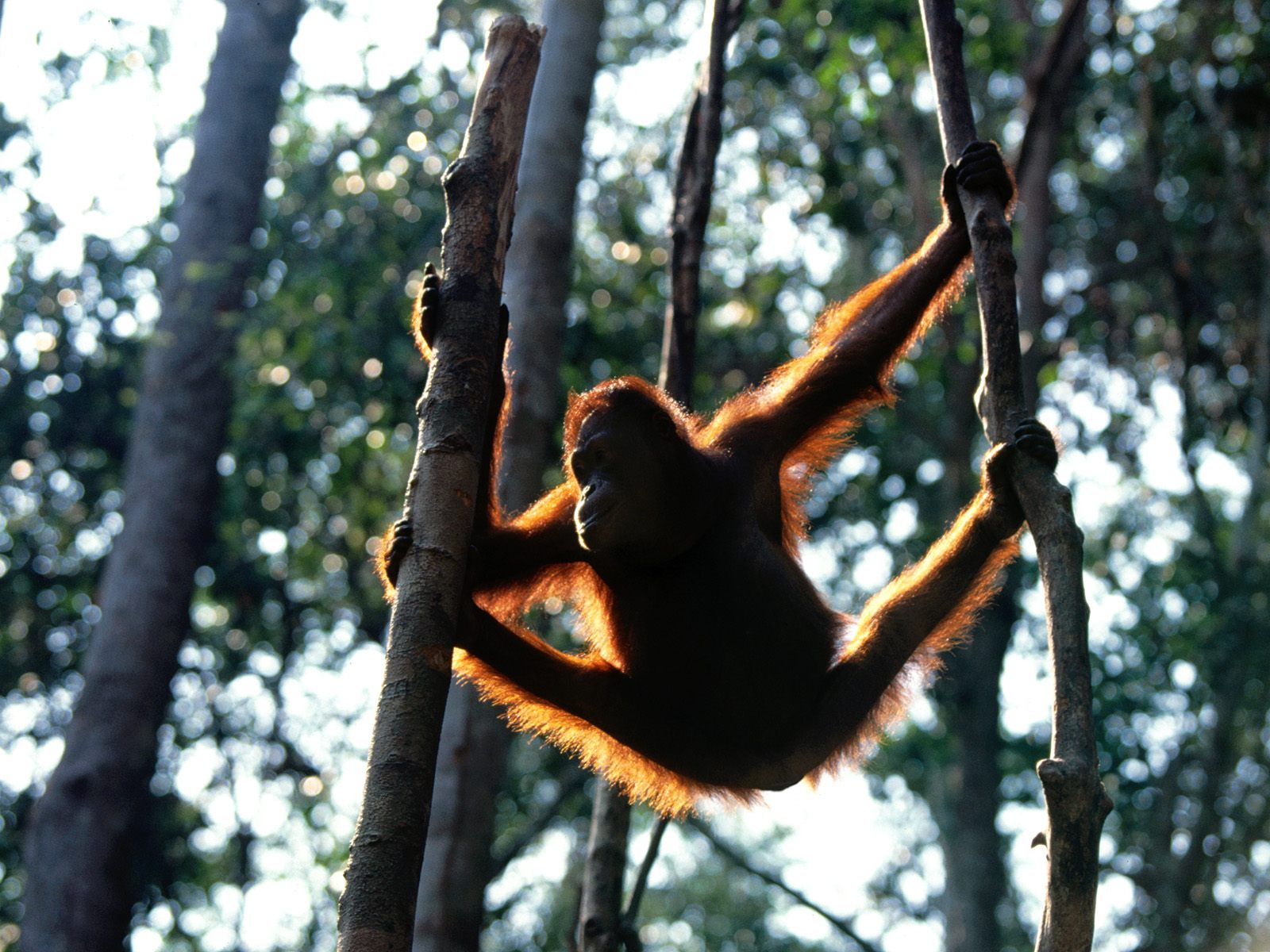 Download High quality Apes wallpaper / Animals / 1600x1200
