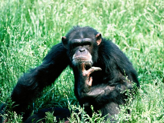 Free Send to Mobile Phone Apes Animals wallpaper num.38