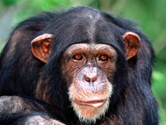 Free Send to Mobile Phone Apes Animals wallpaper num.5