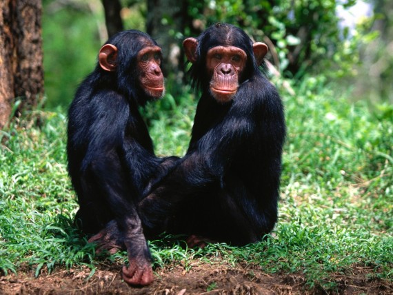 Free Send to Mobile Phone Apes Animals wallpaper num.4