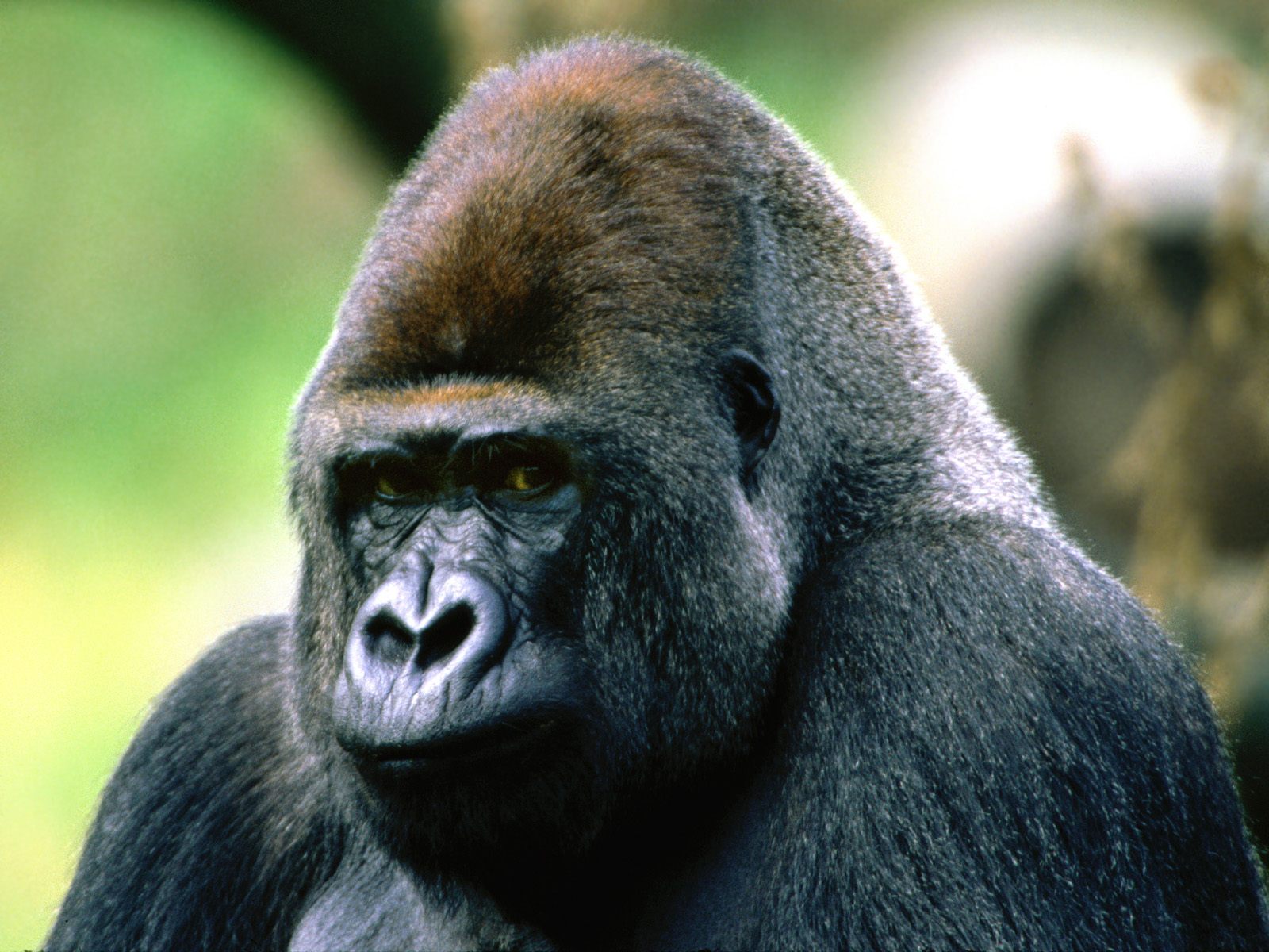 Download High quality Apes wallpaper / Animals / 1600x1200