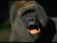 Apes / High quality Animals 