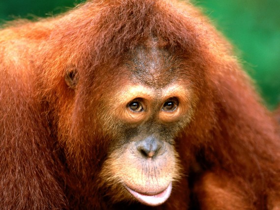 Free Send to Mobile Phone Apes Animals wallpaper num.10