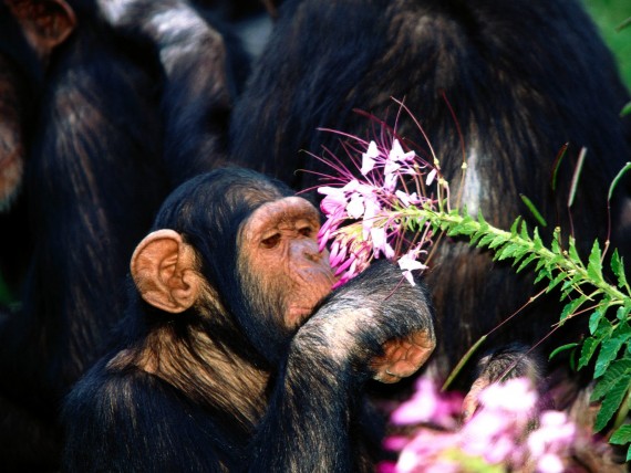 Free Send to Mobile Phone Apes Animals wallpaper num.43