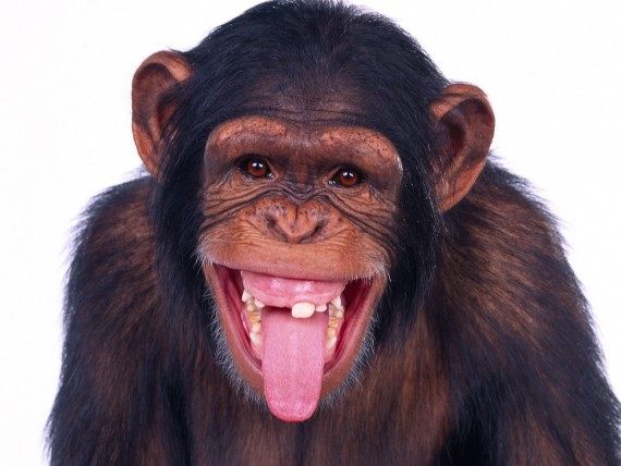 Free Send to Mobile Phone Apes Animals wallpaper num.7