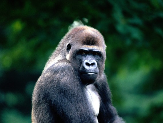 Free Send to Mobile Phone Apes Animals wallpaper num.22