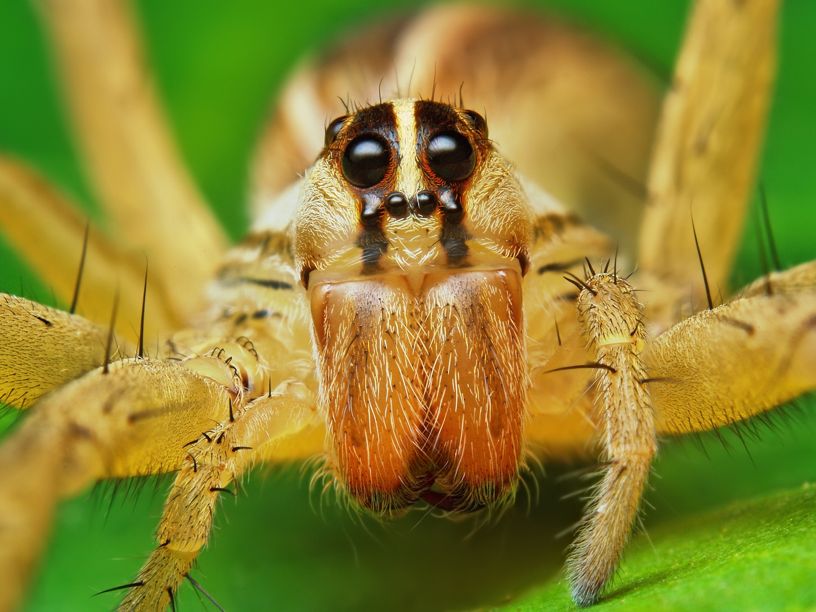 Download HQ macro yellow spider Arachnids wallpaper / 1600x1200