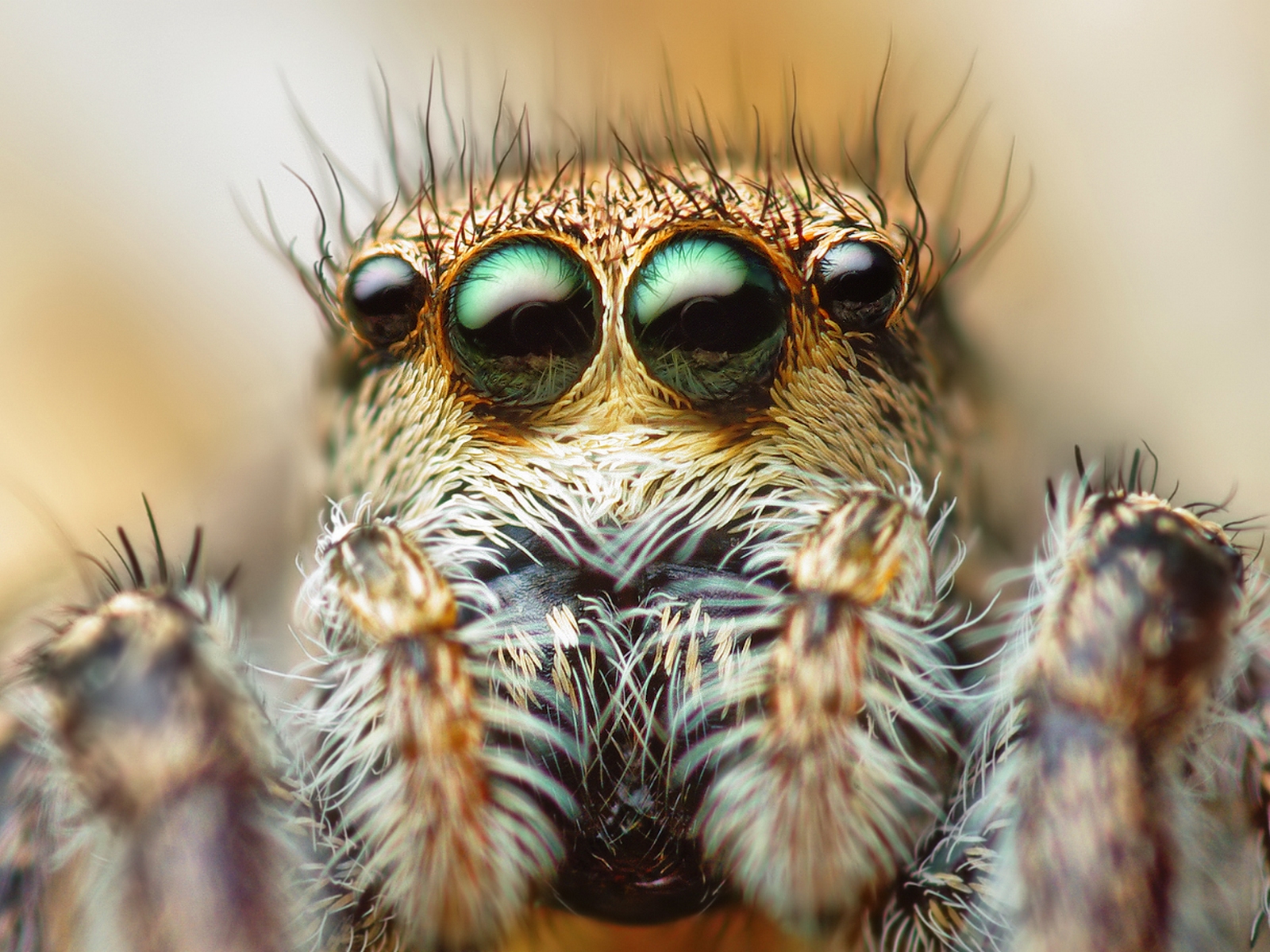 Download full size macro four-eyed spider Arachnids wallpaper / 1600x1200