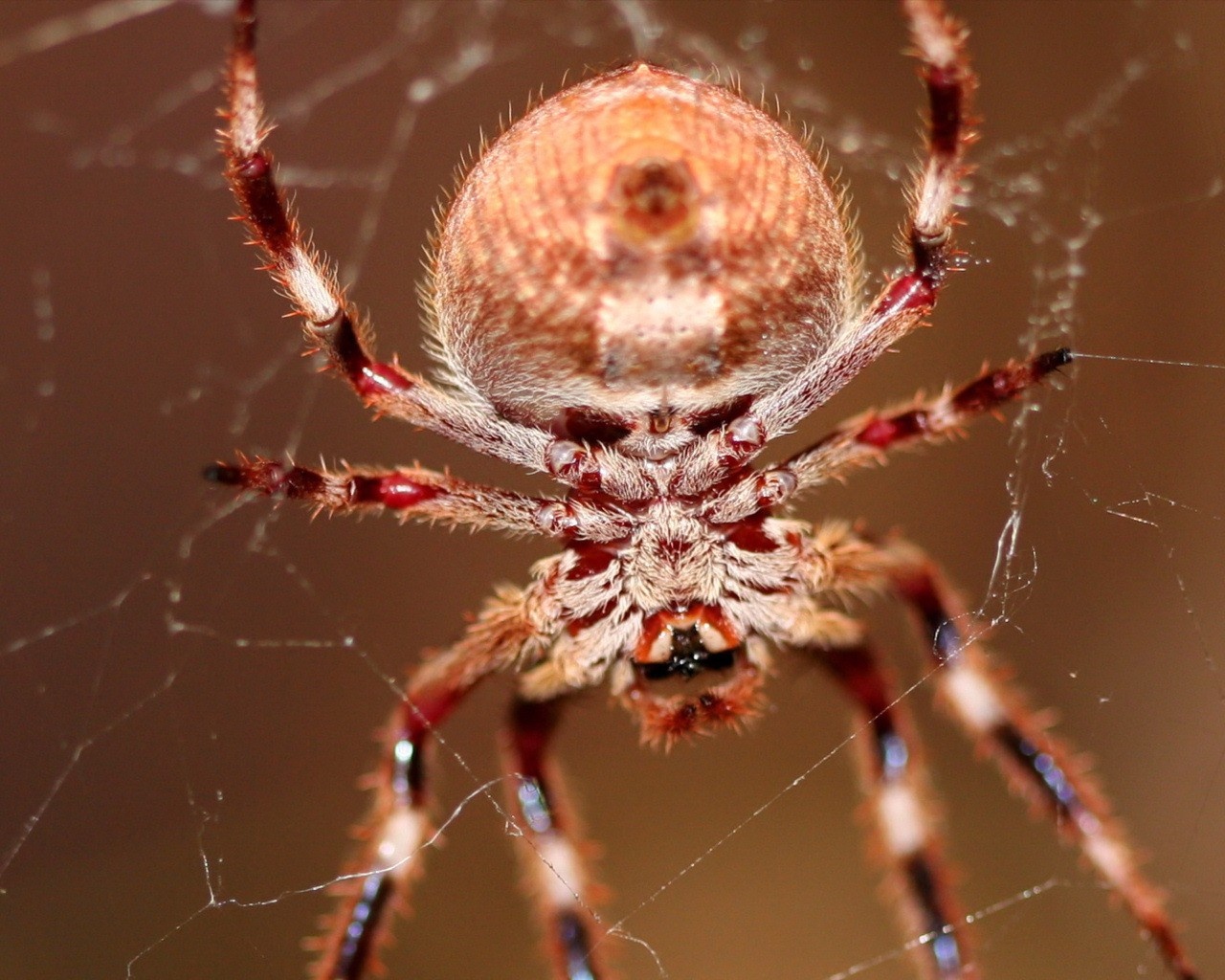 Download full size spider on the web Arachnids wallpaper / 1280x1024