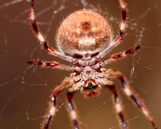 Free Send to Mobile Phone spider on the web Arachnids wallpaper num.7