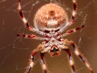 spider on the web / Arachnids