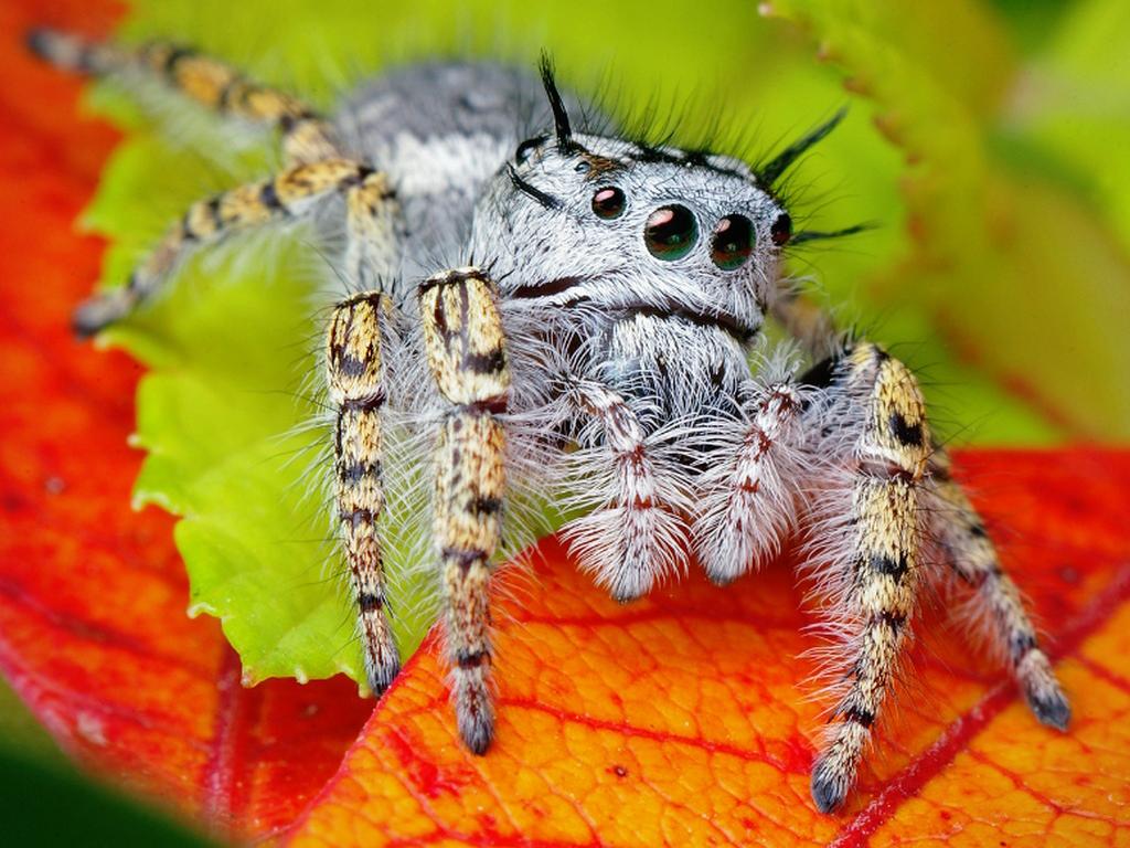 Download hairy spider on the leaves Arachnids wallpaper / 1024x768