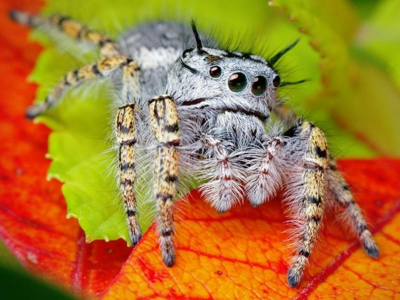 Free Send to Mobile Phone hairy spider on the leaves Arachnids wallpaper num.3