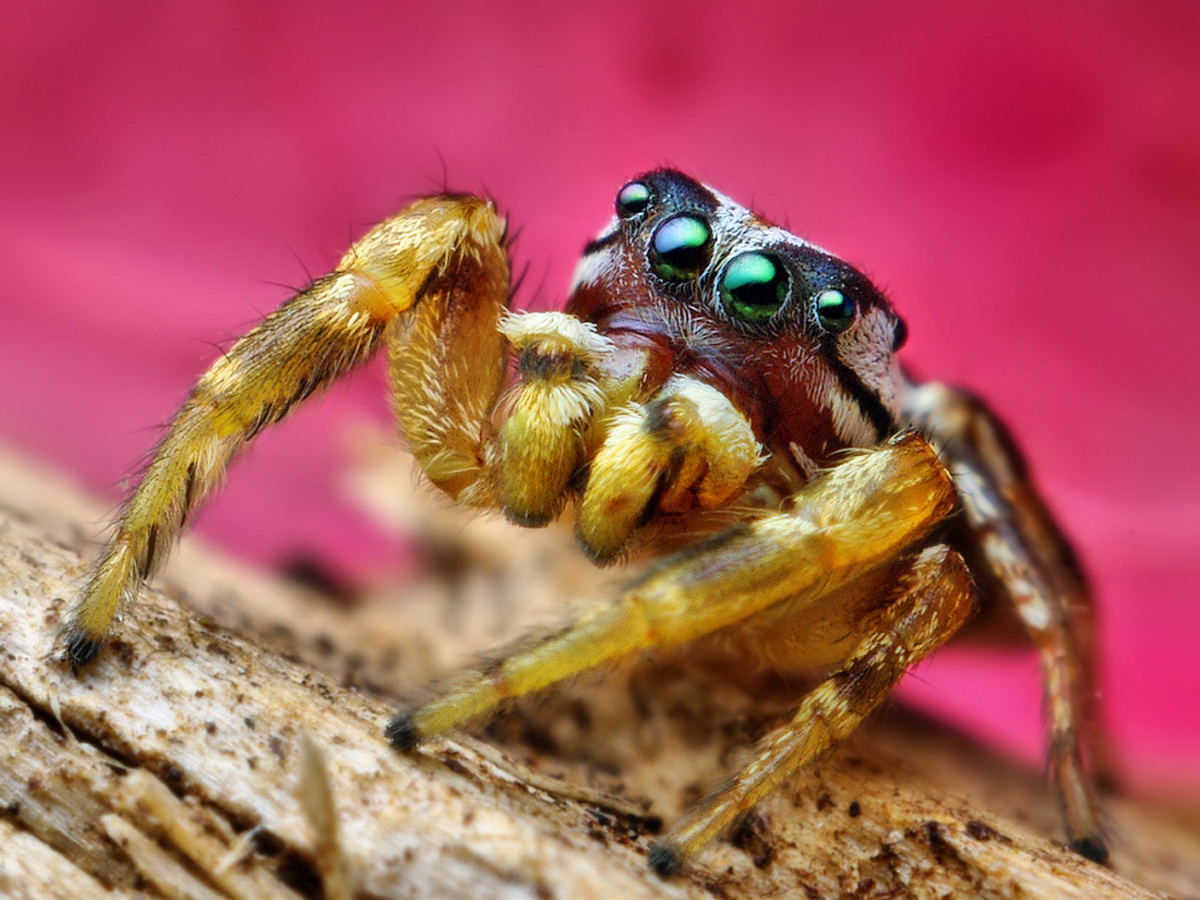 Download four-eyed spider Arachnids wallpaper / 1200x900