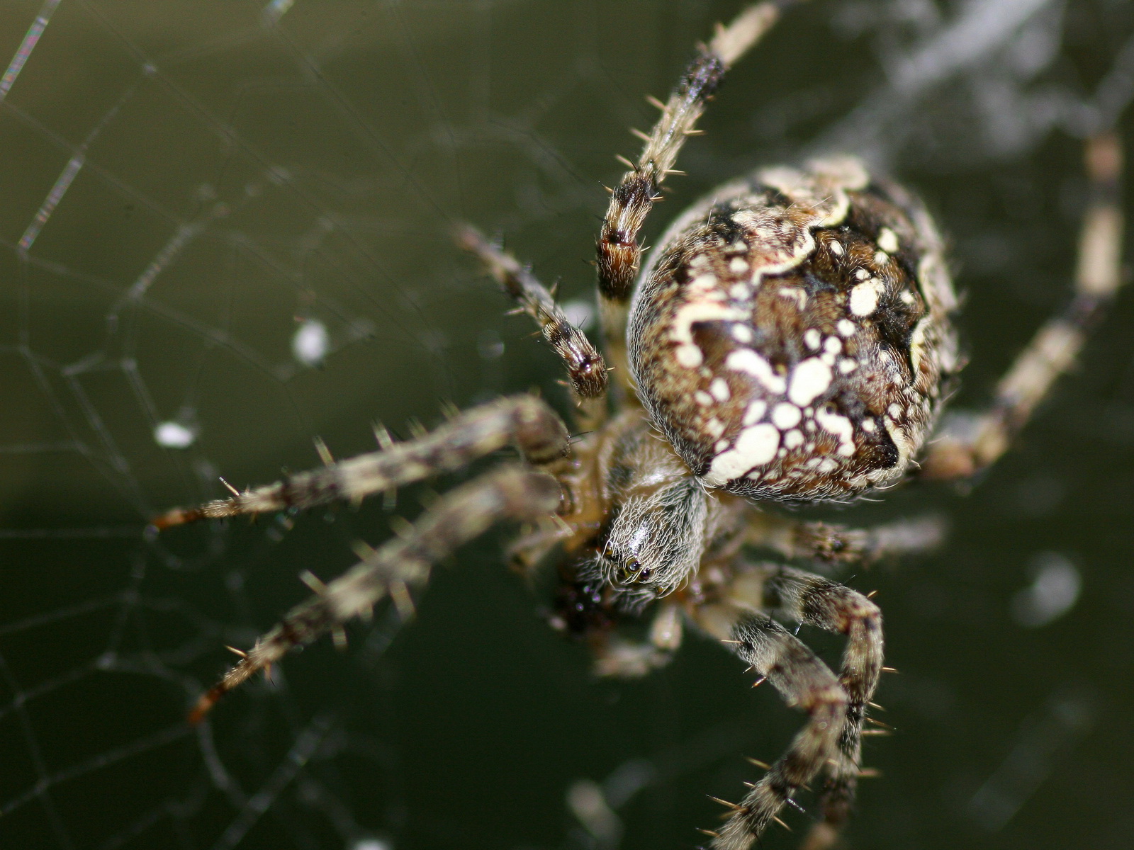 Download High quality spider on the web Arachnids wallpaper / 1600x1200