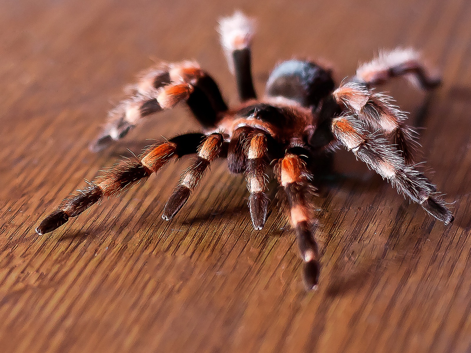 Download full size spider on table Arachnids wallpaper / 1600x1200