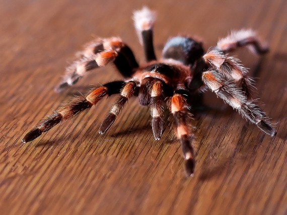 Free Send to Mobile Phone spider on table Arachnids wallpaper num.9