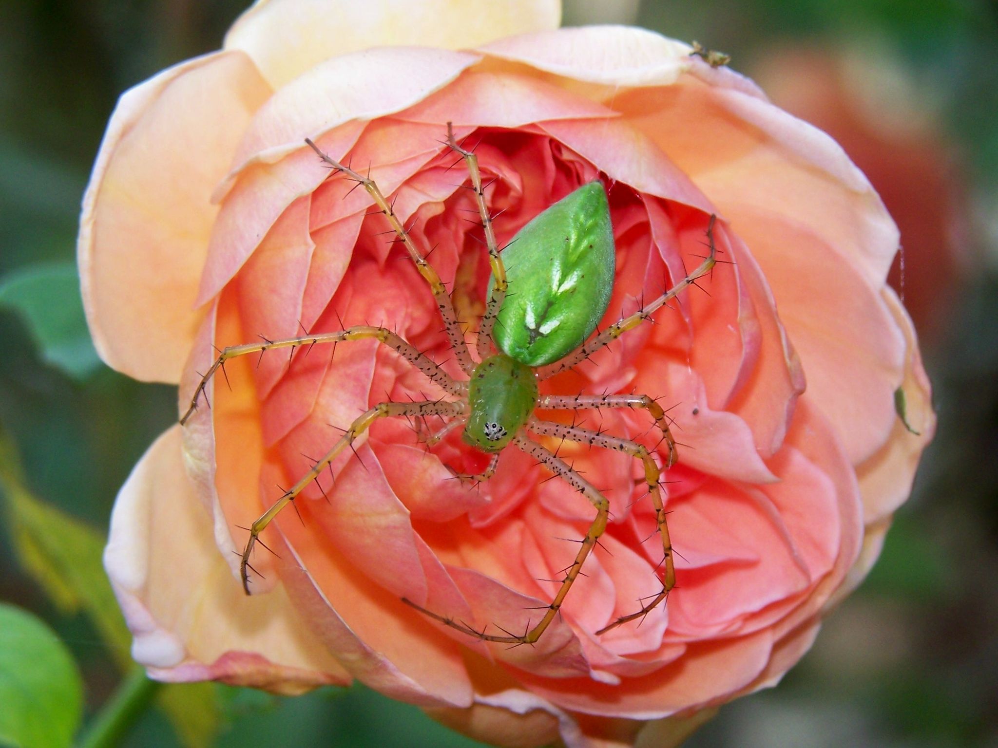 Download HQ green spider on a rose Arachnids wallpaper / 2048x1536