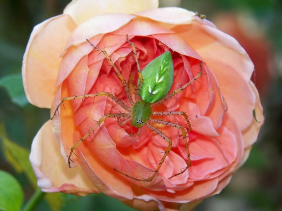 Free Send to Mobile Phone green spider on a rose Arachnids wallpaper num.10