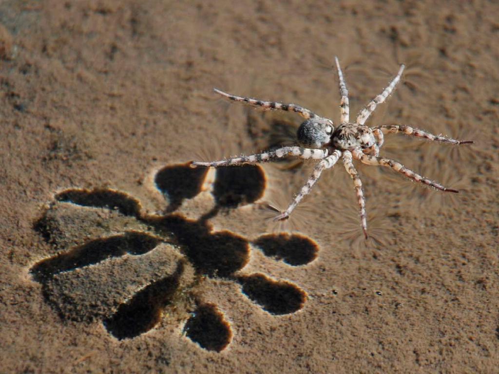 Full size spider on water Arachnids wallpaper / 1024x768