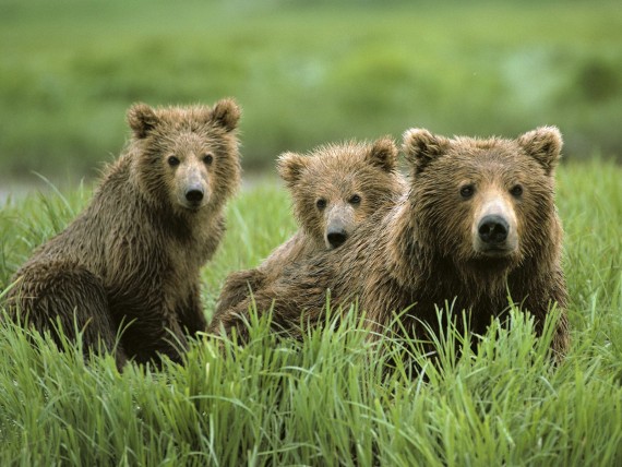 Free Send to Mobile Phone Bears Animals wallpaper num.20