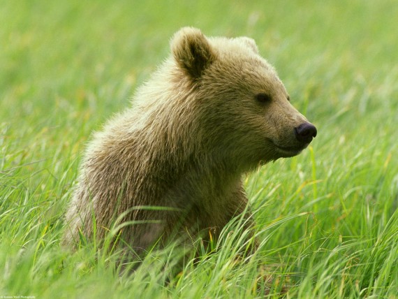 Free Send to Mobile Phone Bears Animals wallpaper num.7
