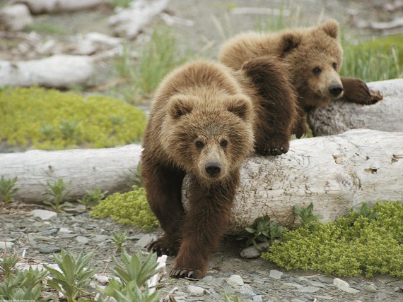 Free Send to Mobile Phone Bears Animals wallpaper num.5