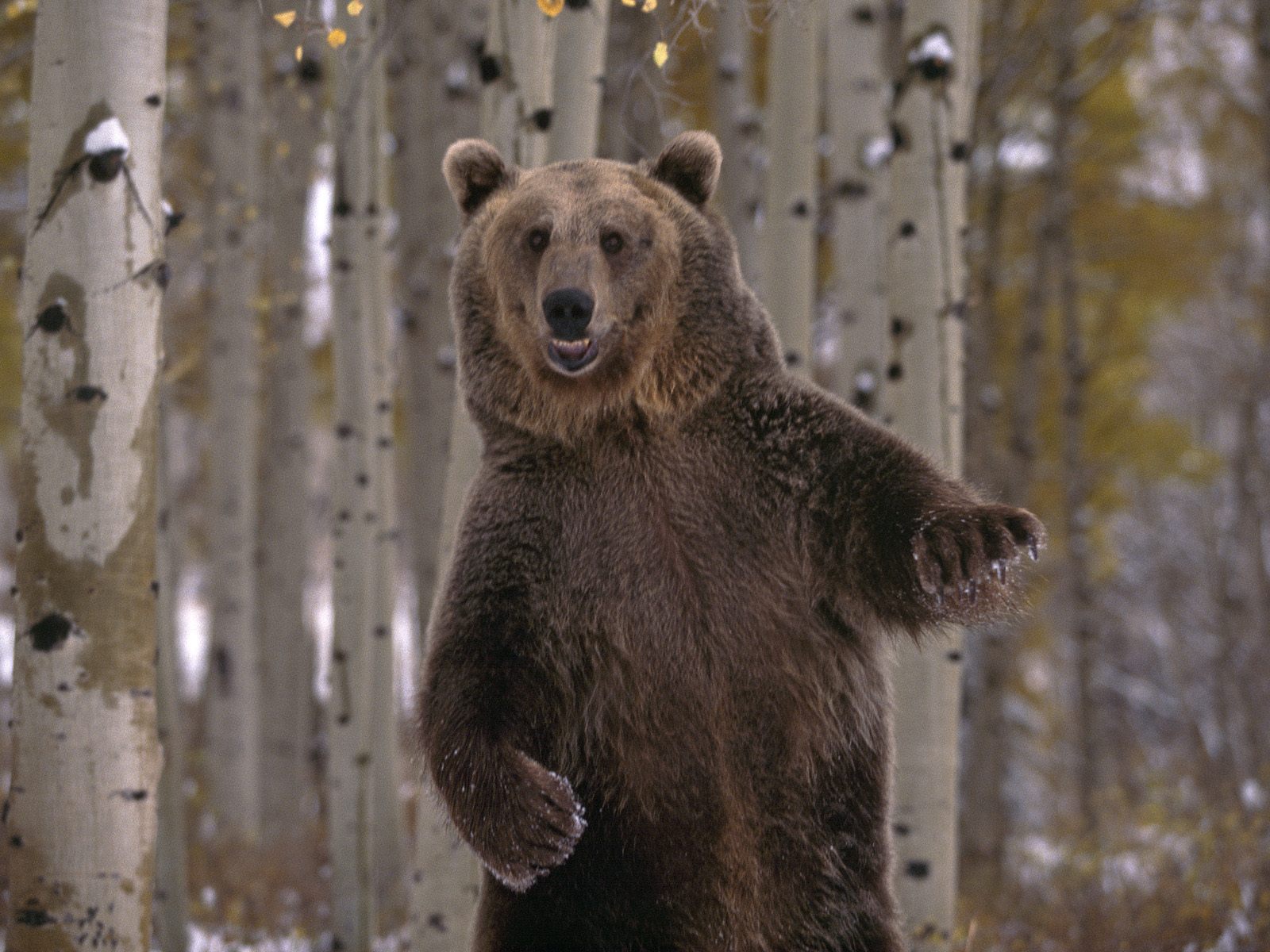 Download full size Bears wallpaper / Animals / 1600x1200