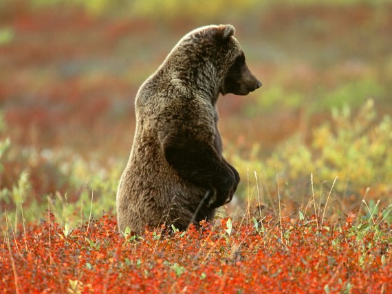 Free Send to Mobile Phone Bears Animals wallpaper num.32