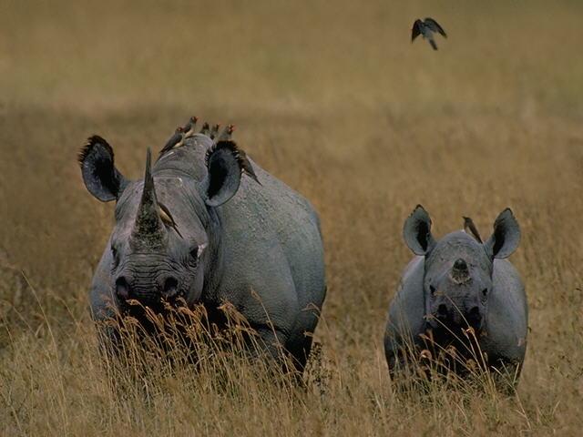 Download Rhinoceros Rhinos wallpaper / 640x480