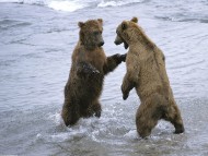 Download Bears / Animals
