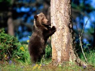 Download Bears / Animals