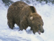 High quality Bears  / Animals