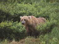 Bears / Animals